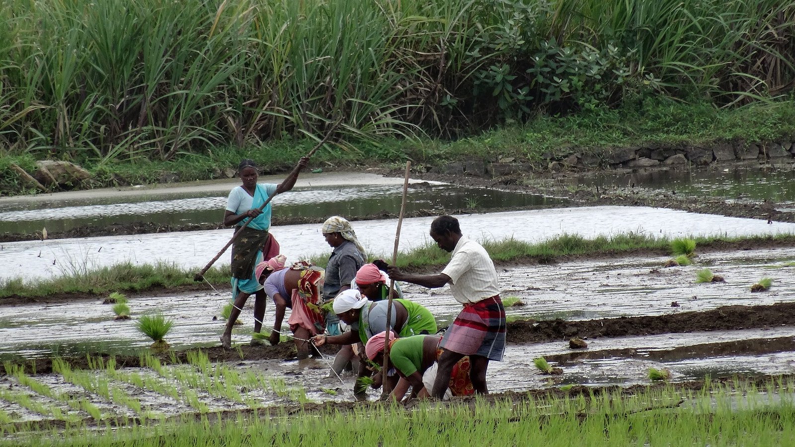 Farmers transplanting rice in a flooded paddy field in coastal Karnataka