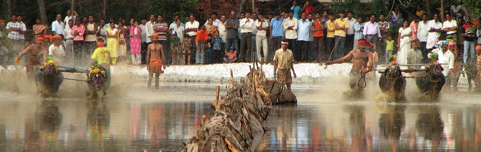 Kambala, the traditional buffalo race of coastal Karnataka