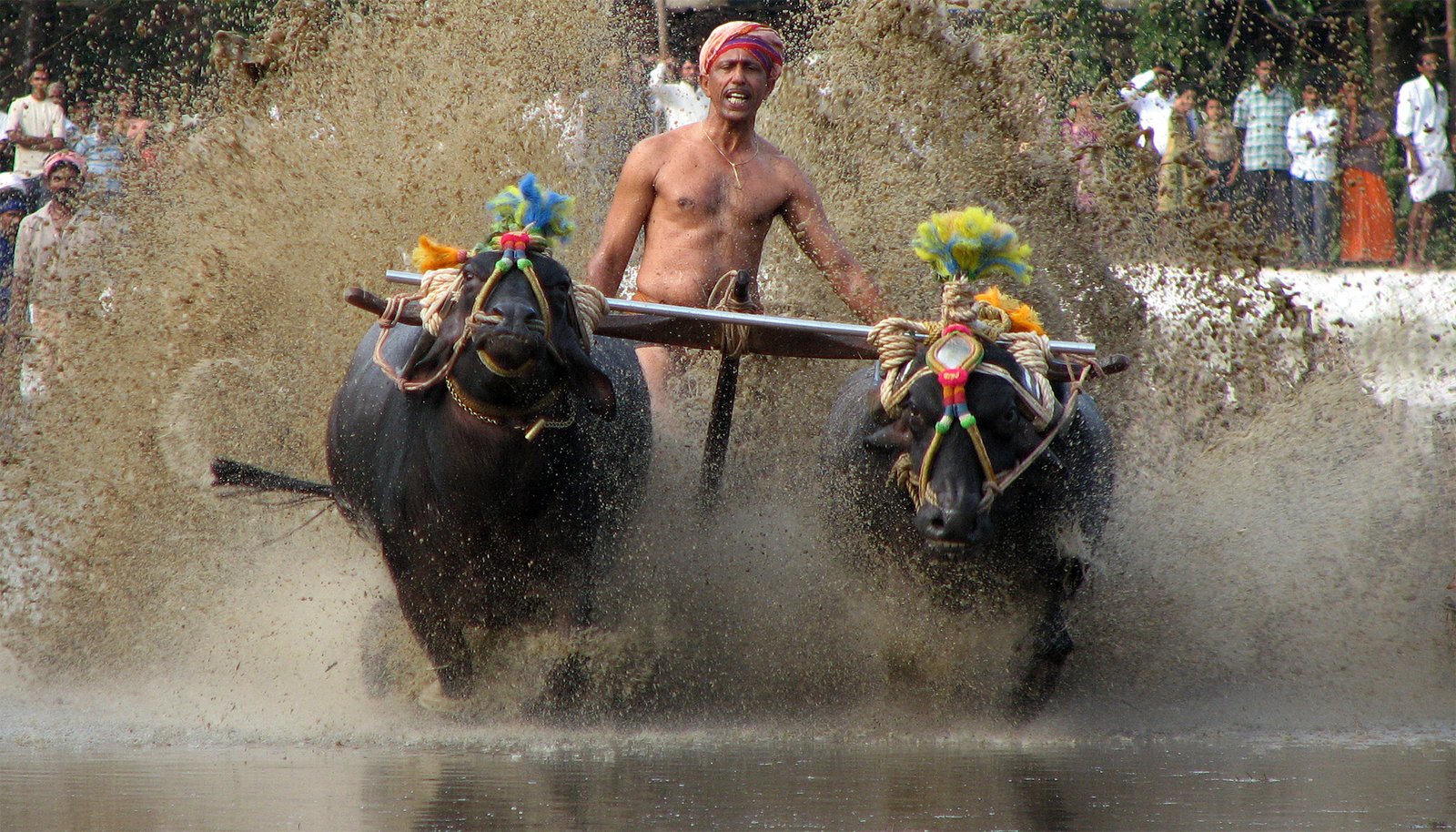 Buffaloes charging through the slush track in a Kambala race, coastal Karnataka